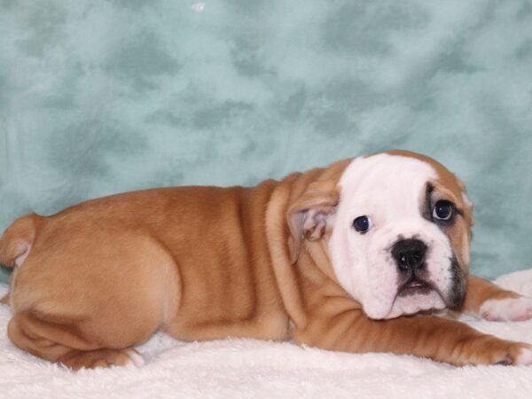 Victorian Bulldoge DOG Female Red / White 9305 Petland Dalton, Georgia