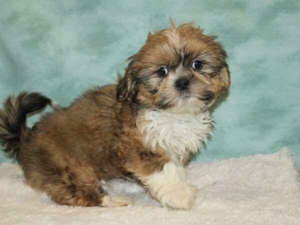 Shih Tzu DOG Male brown white 9320 Petland Dalton, Georgia