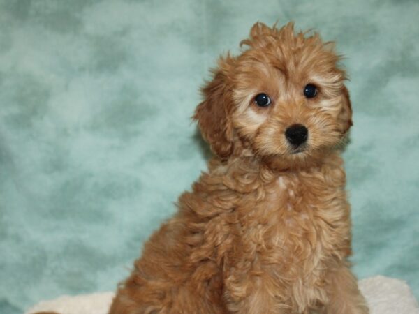 Goldendoodle Mini 2nd Gen-DOG-Female-Red-9317-Petland Dalton, Georgia