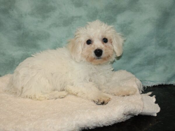 Bichon Frise DOG Male White 9312 Petland Dalton, Georgia