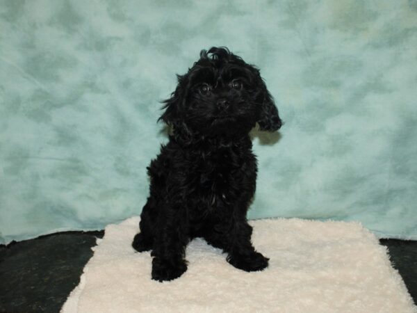 Cock A Poo-DOG-Female-Black-20185-Petland Dalton, Georgia