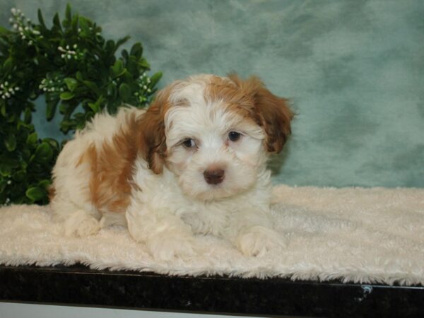 Teddy Bear DOG Male 20200 Petland Dalton, Georgia