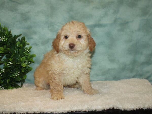 Miniature Goldendoodle DOG Male Cream 20198 Petland Dalton, Georgia