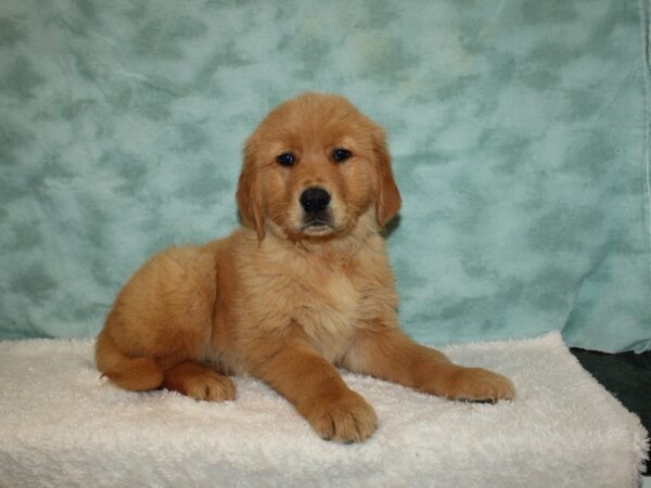 Golden Retriever DOG Male Red 20196 Petland Dalton, Georgia