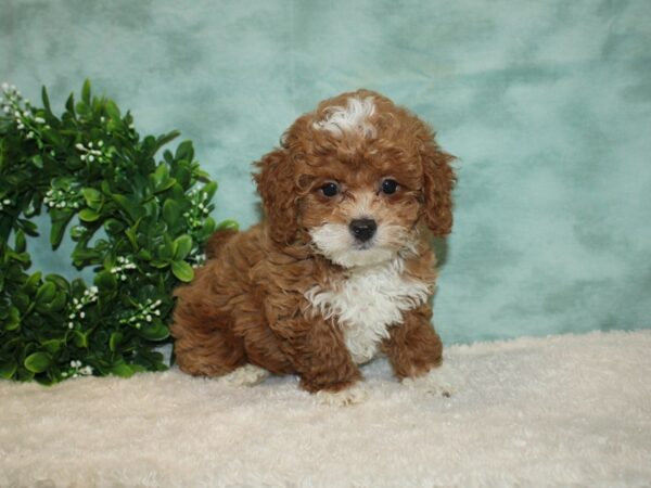 Maltipoo DOG Male RED WHITE 20195 Petland Dalton, Georgia