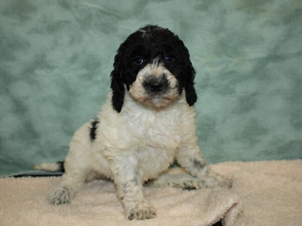 Mini Sheepadoodle-DOG-Female-Black & White-20192-Petland Dalton, Georgia