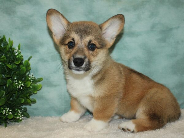 Pembroke Welsh Corgi DOG Male Red / White 20190 Petland Dalton, Georgia