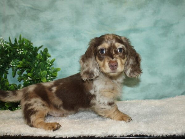 Dachshund DOG Male Chocolate 20189 Petland Dalton, Georgia