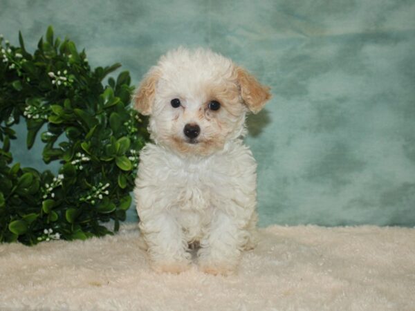 Poodle DOG Female White 9327 Petland Dalton, Georgia