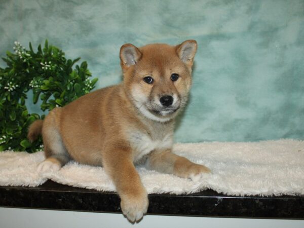 Shiba Inu DOG Male Red 9328 Petland Dalton, Georgia