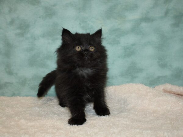 Persian-CAT-Female-Black-9330-Petland Dalton, Georgia