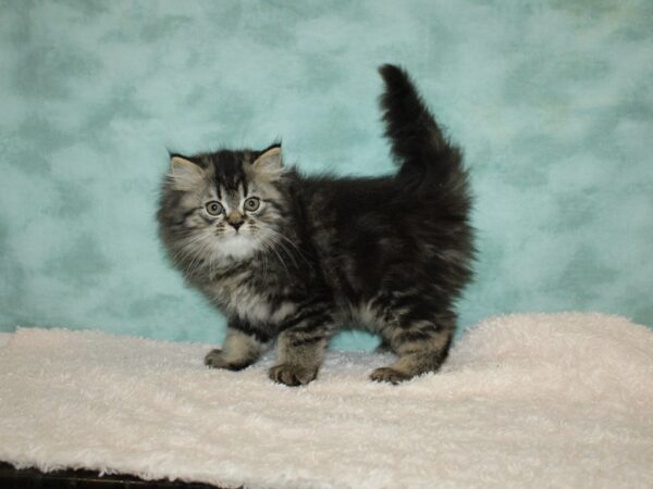 Persian-CAT-Male-Tabby-20204-Petland Dalton, Georgia