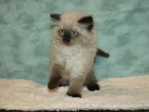 Himalayan CAT Male Seal point 9331 Petland Dalton, Georgia