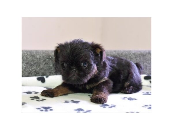 Brussels Griffon-DOG-Male-Black / Tan-9338-Petland Dalton, Georgia