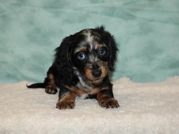 Dachshund DOG Male Piebald 9347 Petland Dalton, Georgia