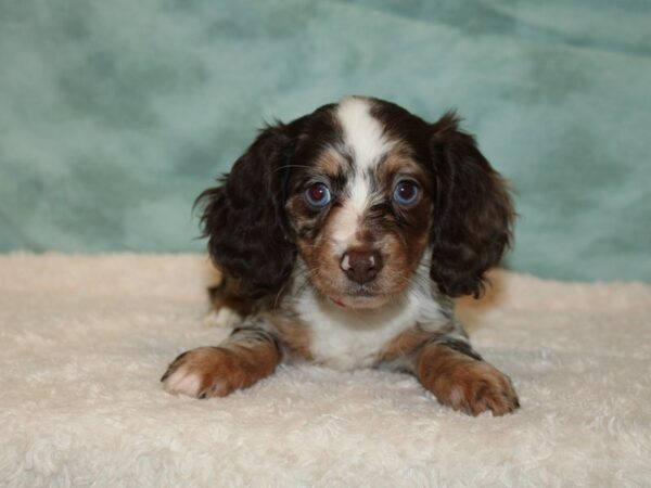 Dachshund DOG Female Chocolate and Tan 20219 Petland Dalton, Georgia