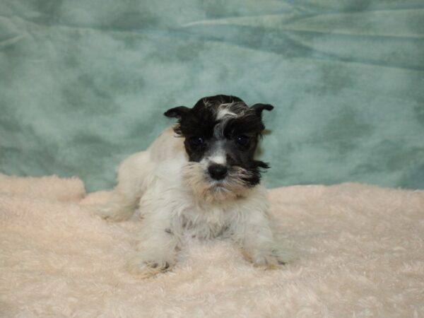 Miniature Schnauzer DOG Female Black / White 20210 Petland Dalton, Georgia