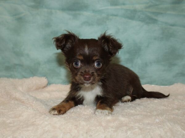 Chihuahua DOG Male Chocolate 20209 Petland Dalton, Georgia