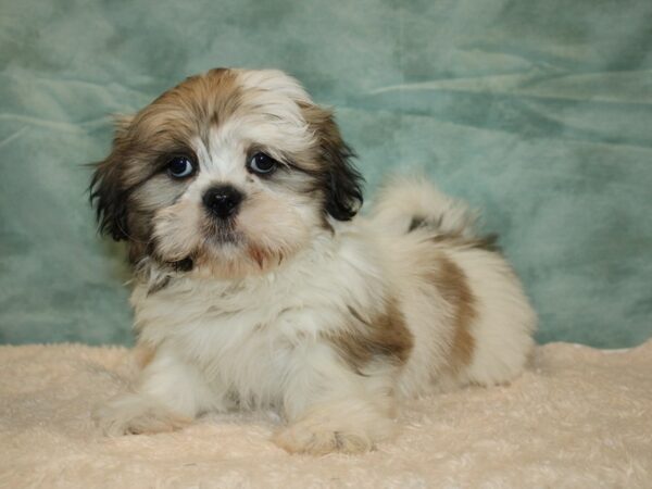 Shih Tzu DOG Male Brindle / White 20212 Petland Dalton, Georgia