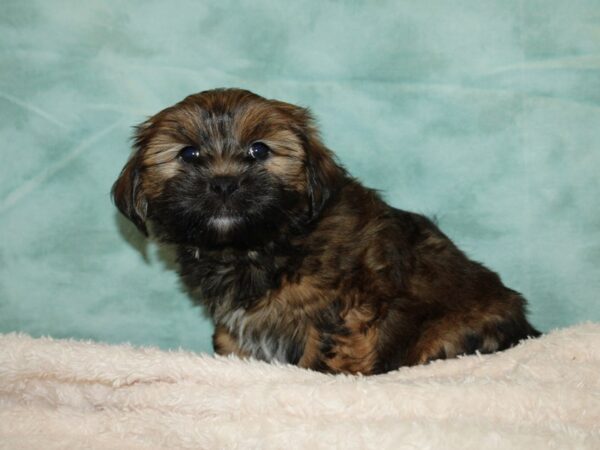 Shorkie DOG Male Brown 20213 Petland Dalton, Georgia