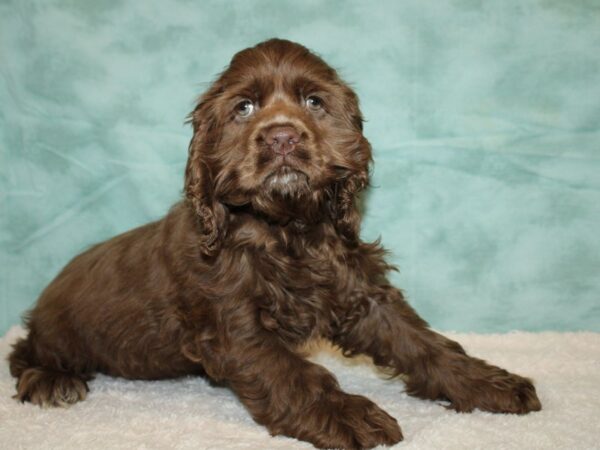 Cocker Spaniel DOG Male Chocolate 9342 Petland Dalton, Georgia