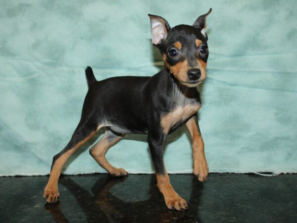 Miniature Pinscher DOG Female Black / Tan 20207 Petland Dalton, Georgia