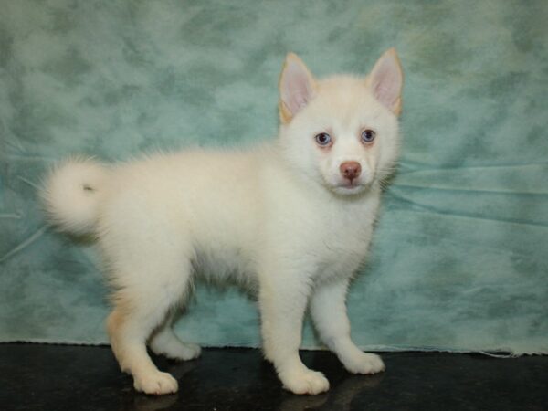 Pomsky DOG Male Cream / White 20206 Petland Dalton, Georgia