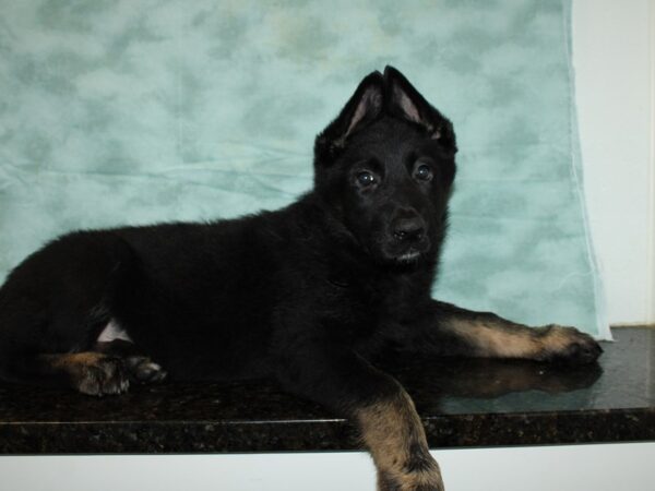 German Shepherd Dog-DOG-Male-Black / Tan-20216-Petland Dalton, Georgia