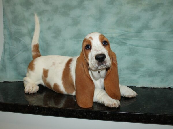 Basset Hound-DOG-Female-Brown / White-9337-Petland Dalton, Georgia