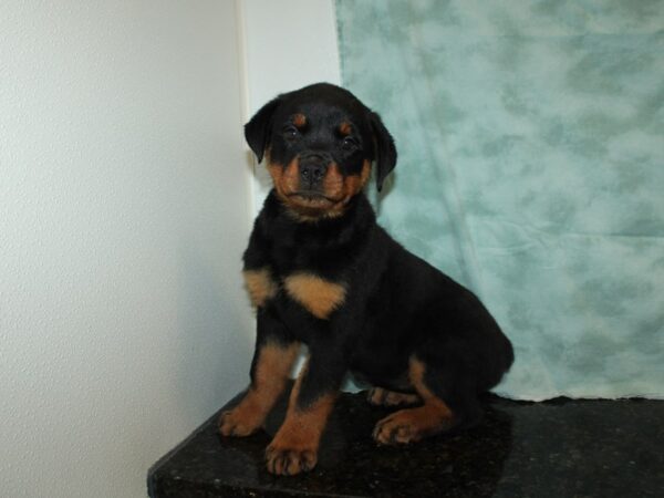 Rottweiler DOG Female Black / Tan 9340 Petland Dalton, Georgia