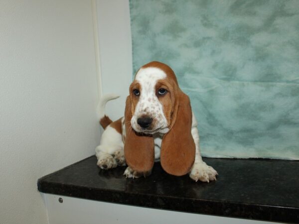 Basset Hound DOG Male Brown / White 20205 Petland Dalton, Georgia