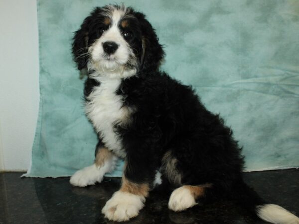 Bernadoodle-DOG-Female-Black-9341-Petland Dalton, Georgia