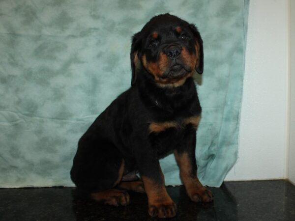 Rottweiler-DOG-Male-Black / Tan-20221-Petland Dalton, Georgia