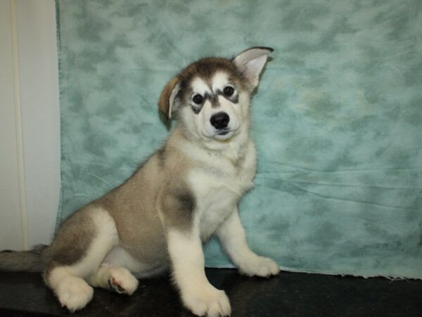 Alaskan Malamute-DOG-Female-Black / White-9336-Petland Dalton, Georgia