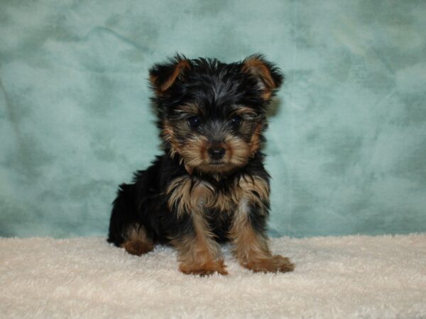 Yorkshire Terrier DOG Male blk and tan 9360 Petland Dalton, Georgia