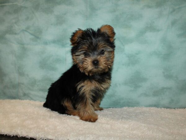 Yorkshire Terrier DOG Female blk and tan 20230 Petland Dalton, Georgia