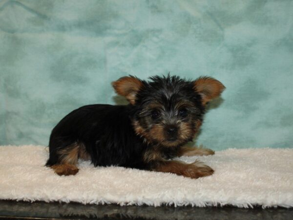 Yorkshire Terrier DOG Male blk and tan 9361 Petland Dalton, Georgia