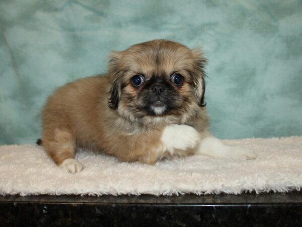 Pekingese DOG Female Sable / White 9352 Petland Dalton, Georgia