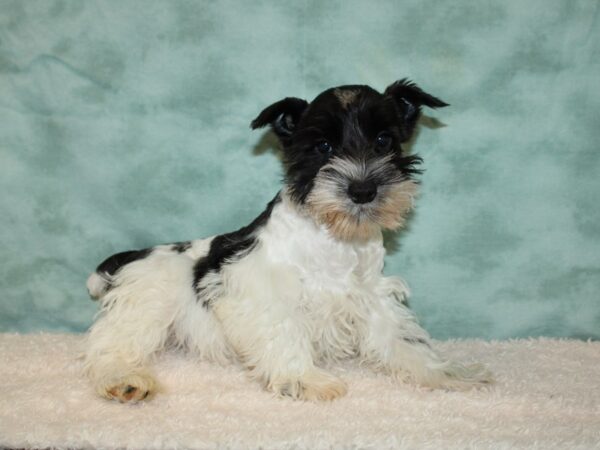 Miniature Schnauzer DOG Male Black / White 9351 Petland Dalton, Georgia