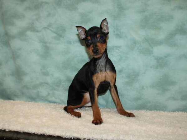 Miniature Pinscher DOG Male Black / Rust 9350 Petland Dalton, Georgia