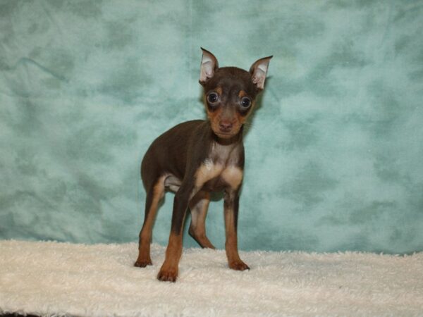 Miniature Pinscher-DOG-Female-Chocolate and Tan-9349-Petland Dalton, Georgia