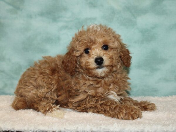 Poodle-DOG-Male-Apricot-20222-Petland Dalton, Georgia