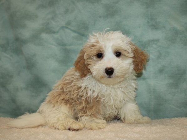 Hava-Poo DOG Male Tan / White 20225 Petland Dalton, Georgia