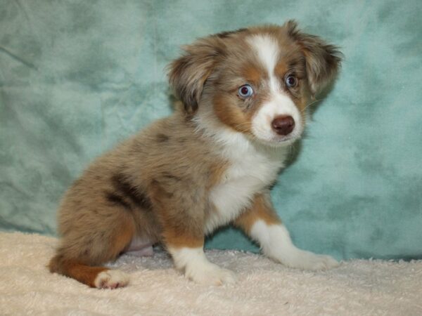 Miniature Australian Shepherd-DOG-Male-Red Merle-20223-Petland Dalton, Georgia