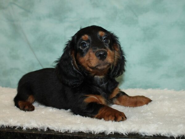 Dachshund DOG Male Black / Tan 20228 Petland Dalton, Georgia