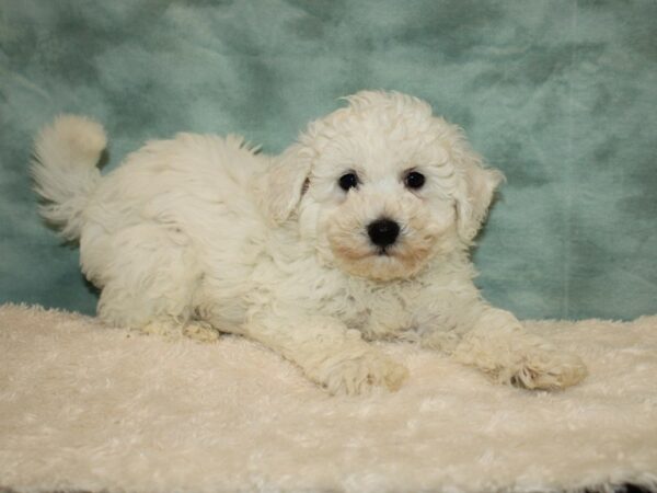 Bichon Frise DOG Male White 20226 Petland Dalton, Georgia