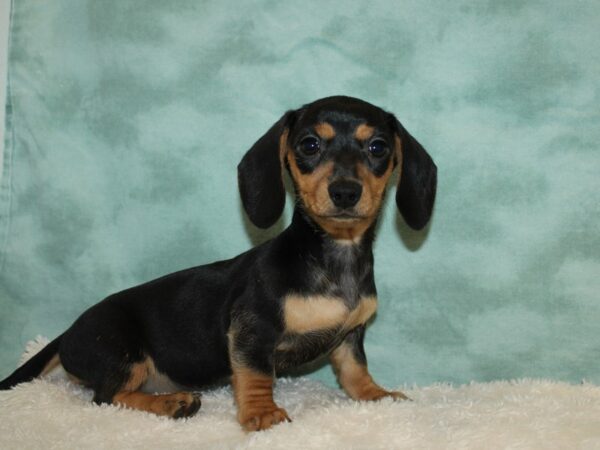 Dachshund DOG Female Black / Tan 20227 Petland Dalton, Georgia