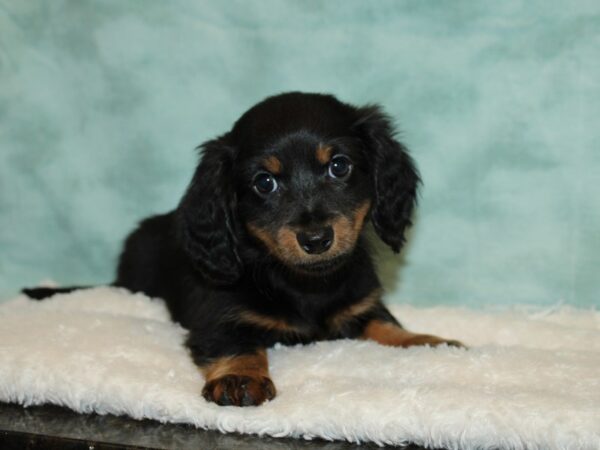 Dachshund DOG Male Blue / Tan 9355 Petland Dalton, Georgia