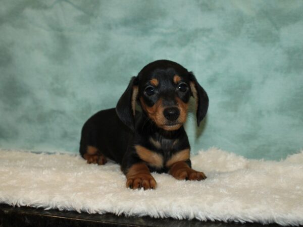 Dachshund DOG Male Black / Tan 9354 Petland Dalton, Georgia