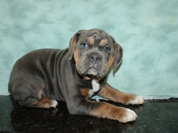 Old English Bulldog-DOG-Male-Lilac Tri-20233-Petland Dalton, Georgia